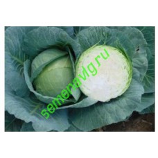 Грин Бой F1, 2500 семян, Sakata (Япония)