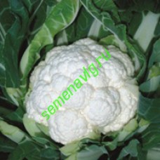Фридом F1, Seminis (Голландия)