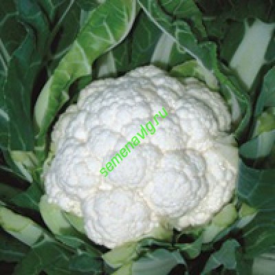 Фридом F1, Seminis (Голландия)