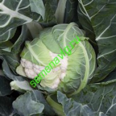 Форталеза F1, 2500 семян Seminis (Голландия)