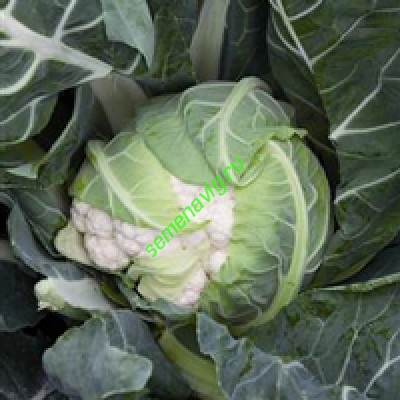 Форталеза F1, 2500 семян Seminis (Голландия)