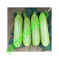 Искандер F1, Seminis (Голландия) Искандер F1, Seminis (Голландия)