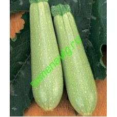 Искандер F1,  Seminis (Голландия)
