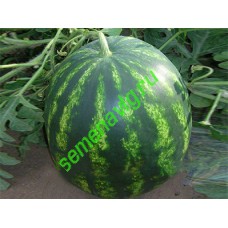 Бонта F1,1000 семян, Seminis (Голландия)