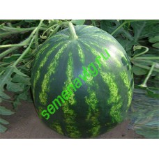 Бонта F1,1000 семян, Seminis (Голландия)