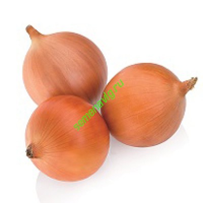 Миссисипи F1, 250 000 семян, Seminis (Голландия) Миссисипи F1, 250 000 семян, Seminis (Голландия)
