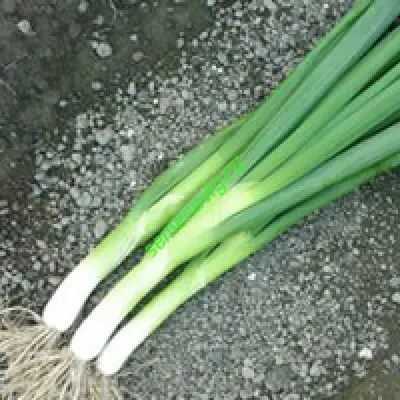 Грин Баннер 100 000 семян,  Seminis (Голландия)