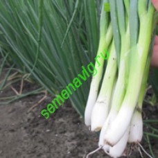 Байа Верде 100 000 семян, Seminis (Голландия)