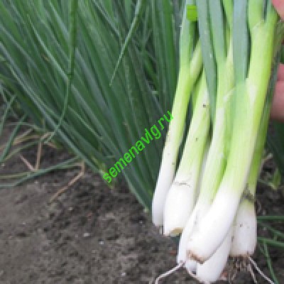 Байа Верде 100 000 семян, Seminis (Голландия)