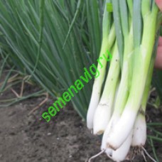 Байа Верде 100 000 семян, Seminis (Голландия)