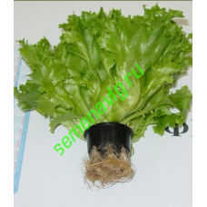 Фриллис, 10 гр, Seminis (Голландия)