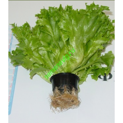 Фриллис, 10 гр, Seminis (Голландия)