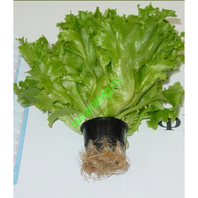 Фриллис, 10 гр, Seminis (Голландия)