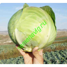 Коронет F1, 2500 семян, Sakata (Япония)