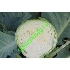 Циклоп F1, 2500 семян, Sakata (Япония)