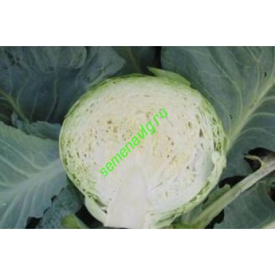 Циклоп F1, 2500 семян, Sakata (Япония) Циклоп F1, 2500 семян, Sakata (Япония)