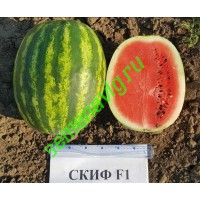 Скиф F1, 1000 семян, Sakata (Япония)