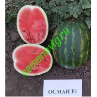 Осман F1, 1000 семян, Sakata (Япония)