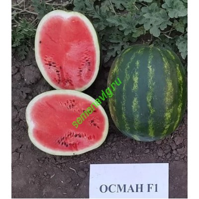 Осман F1, 1000 семян, Sakata (Япония)