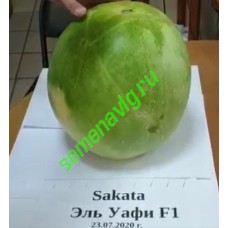 Эль Уафи F1, 1000 семян, Sakata (Япония) Эль Уафи F1, 1000 семян, Sakata (Япония)