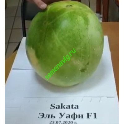 Эль Уафи F1, 1000 семян, Sakata (Япония) Эль Уафи F1, 1000 семян, Sakata (Япония)