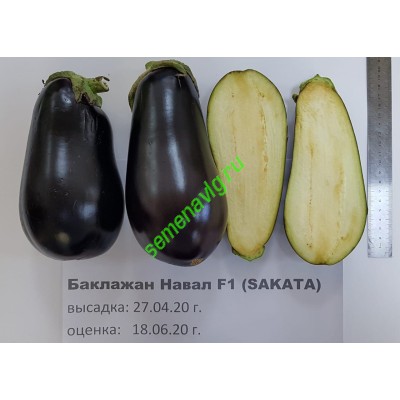 Навал F1, 1000 семян, Sakata (Япония) Навал F1, 1000 семян, Sakata (Япония)