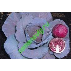 Ред Джевел F1, 2500 семян, Sakata (Япония)