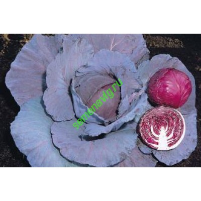 Ред Джевел F1, 2500 семян, Sakata (Япония)