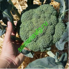 Тритон F1, 2500 семян, Sakata (Япония)