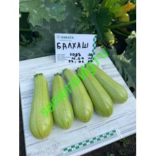 Балхаш F1, 1000 семян, Sakata (Япония)