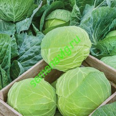 Марло F1, 2500 семян, Sakata (Япония)