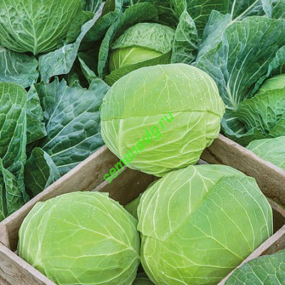 Марло F1, 2500 семян, Sakata (Япония) Марло F1, 2500 семян, Sakata (Япония)