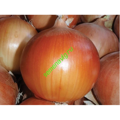 Баярд F1, 250 000 семян, Sakata (Япония) Баярд F1, 250 000 семян, Sakata (Япония)