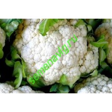 Уайт Эксел F1, 1000 семян, Sakata (Япония)