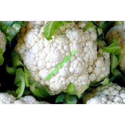 Уайт Эксел F1, 1000 семян, Sakata (Япония) Уайт Эксел F1, 1000 семян, Sakata (Япония)