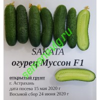 Муссон F1, 1000 семян, Sakata (Япония)