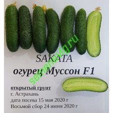 Муссон F1, 1000 семян, Sakata (Япония)