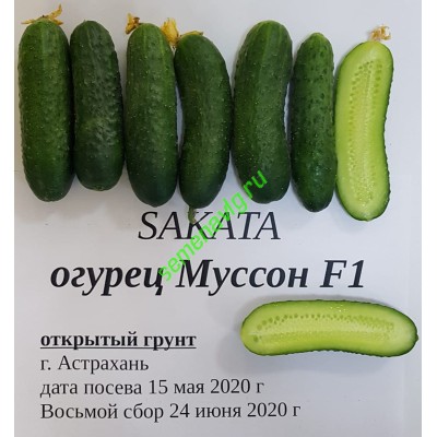 Муссон F1, 1000 семян, Sakata (Япония)