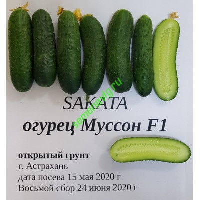 Муссон F1, 1000 семян, Sakata (Япония)