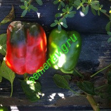 Халк F1, 500 семян, Sakata (Япония) Халк F1, 500 семян, Sakata (Япония)