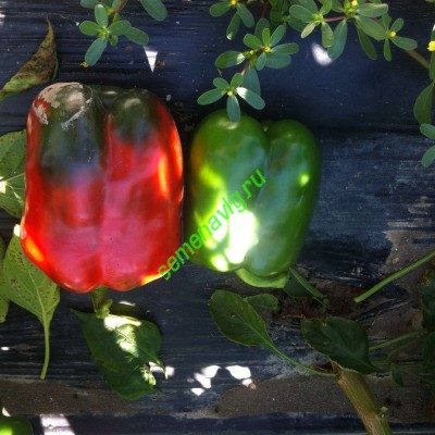 Халк F1, 500 семян, Sakata (Япония)