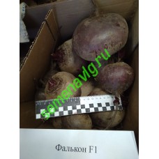 Фалькон F1, 50000 семян, Sakata (Япония) Фалькон F1, 50000 семян, Sakata (Япония)