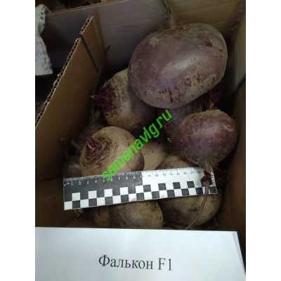 Фалькон F1, 50000 семян, Sakata (Япония) Фалькон F1, 50000 семян, Sakata (Япония)