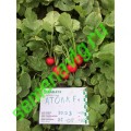 Атолл F1, 250 гр. семян, Sakata (Япония)