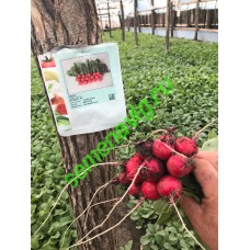 Атолл F1, 250 гр. семян, Sakata (Япония) Атолл F1, 250 гр. семян, Sakata (Япония)