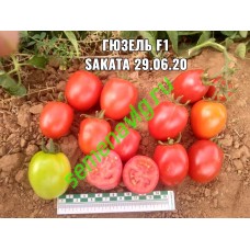 Гюзель F1, 1000 семян, Sakata (Япония)
