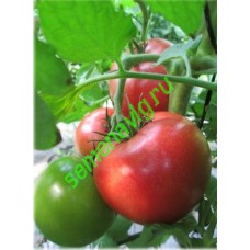 Пинк Калибр F1, 500 семян, Sakata (Япония)