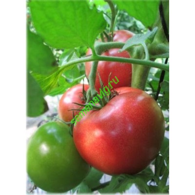 Пинк Калибр F1, 500 семян, Sakata (Япония)