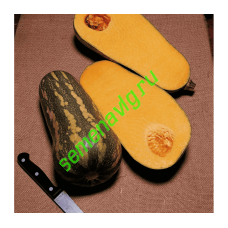 Барбара F1, 1000 семян, Sakata (Япония) Барбара F1, 1000 семян, Sakata (Япония)