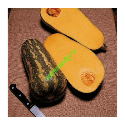 Барбара F1, 1000 семян, Sakata (Япония) Барбара F1, 1000 семян, Sakata (Япония)